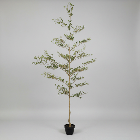 Potted tree in a room with white walls and wooden floor