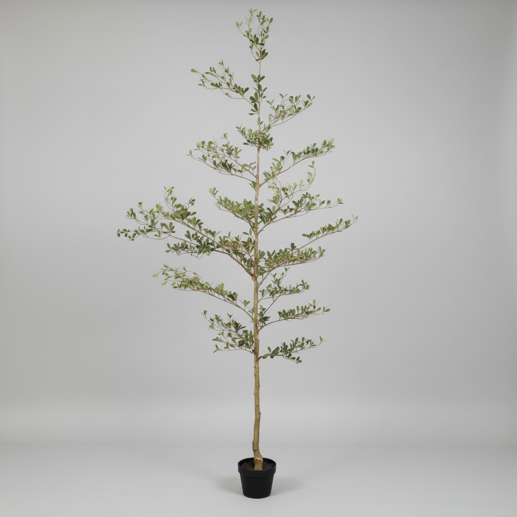 Potted tree in a room with white walls and wooden floor